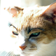 Illustration for article titled Fake Eyelashes on Pets Might Be a Thing